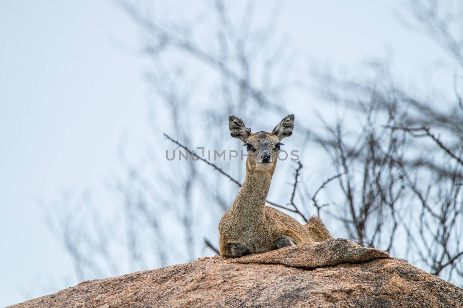 A female Klipspringer laying on a rock in the Kruger. by Simoneemanphotography