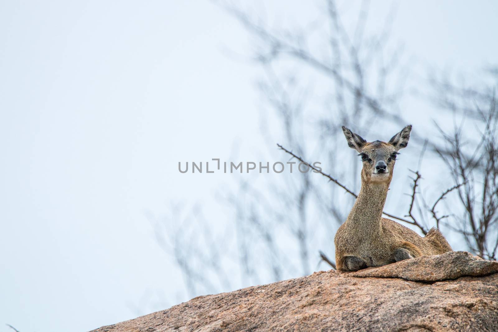 A female Klipspringer laying on a rock in the Kruger National Park, South Africa.