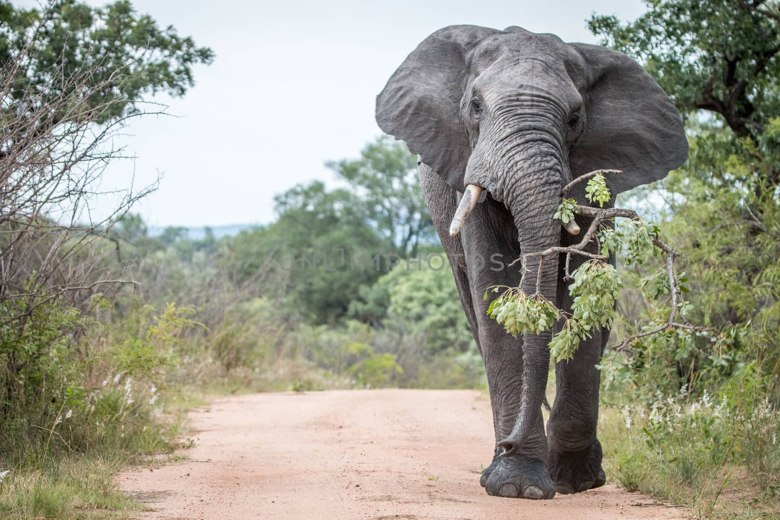 A big bull Elephant dragging a branch on the road in the Kruger National Park, South Africa.