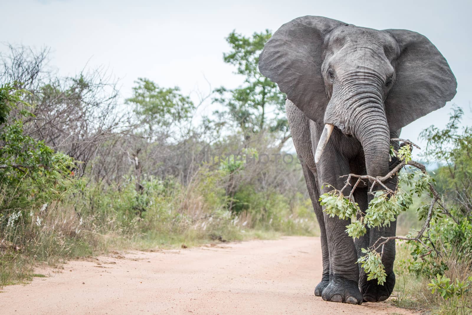 A big bull Elephant dragging a branch on the road in the Kruger National Park, South Africa.