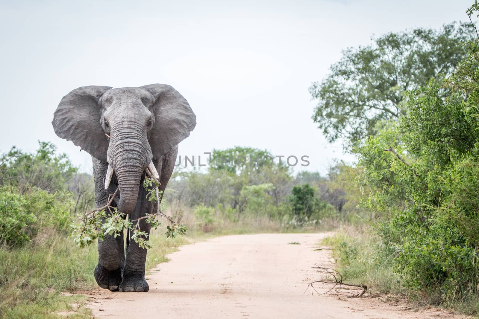 A big bull Elephant dragging a branch on the road in the Kruger National Park, South Africa.