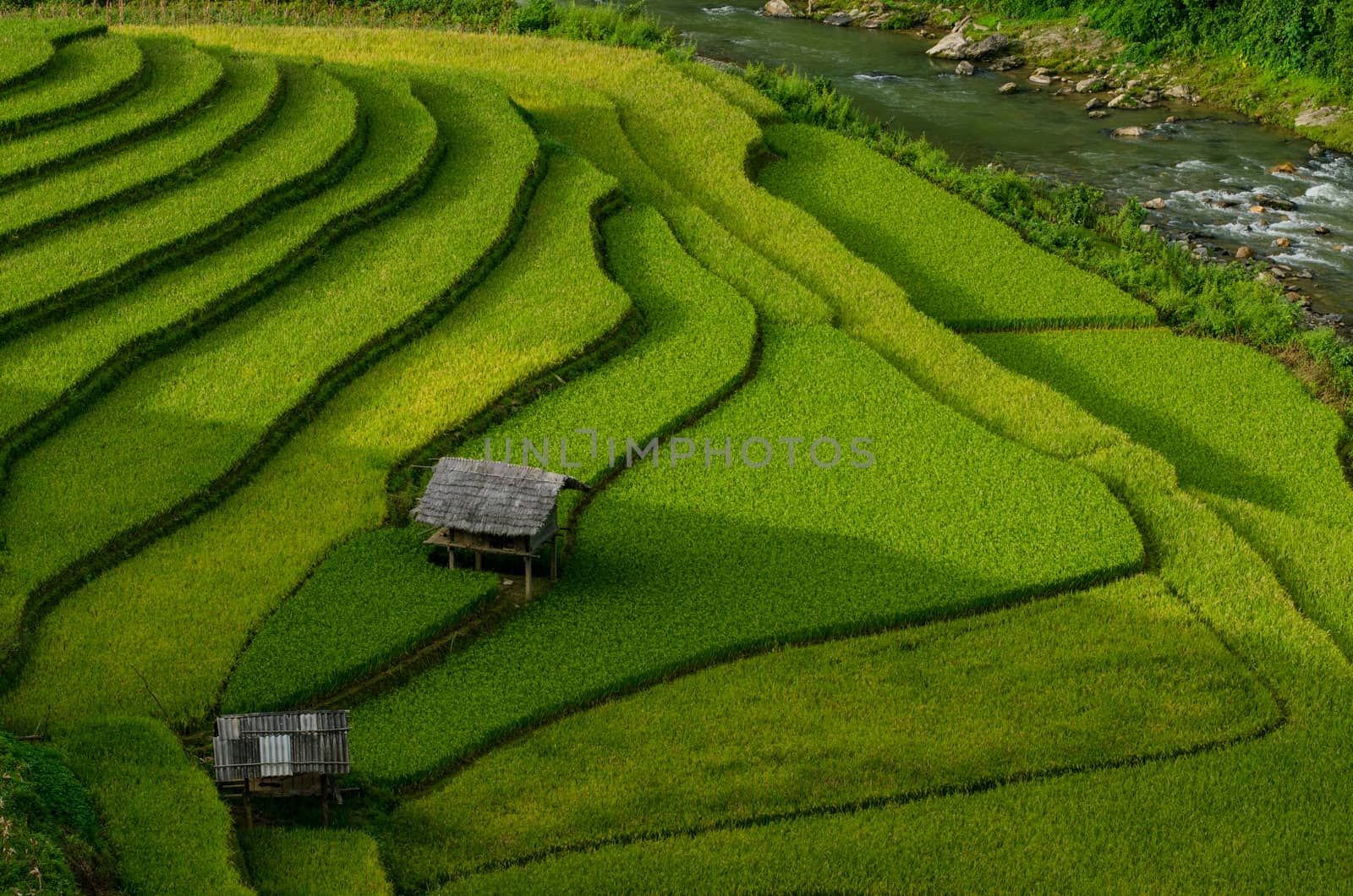 Green Rice fields on terraced in Muchangchai, Vietnam Rice field by chanwity