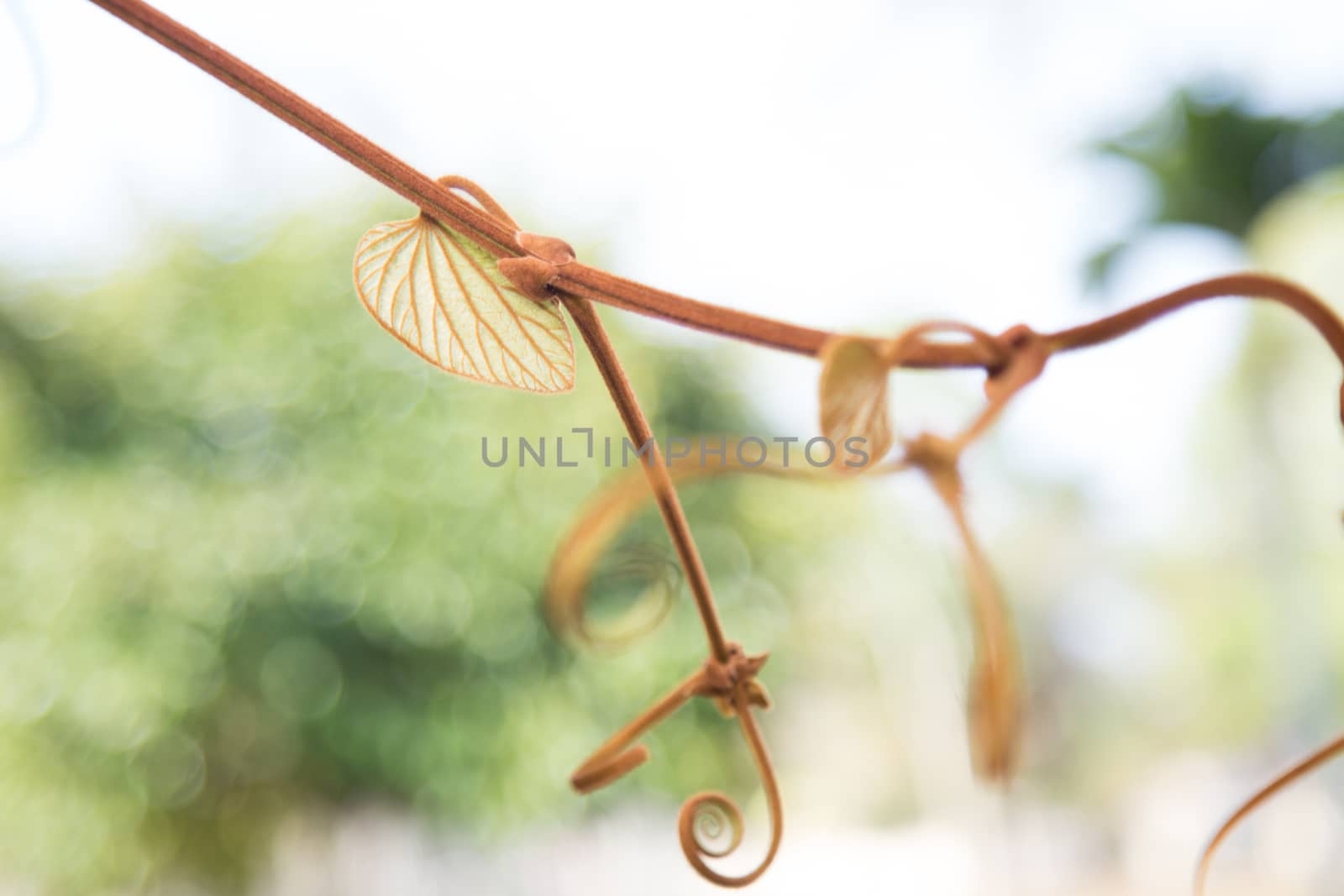 The gold leaf (Bauhinia aureifolia K. & S.S. Larsen) by ngarare