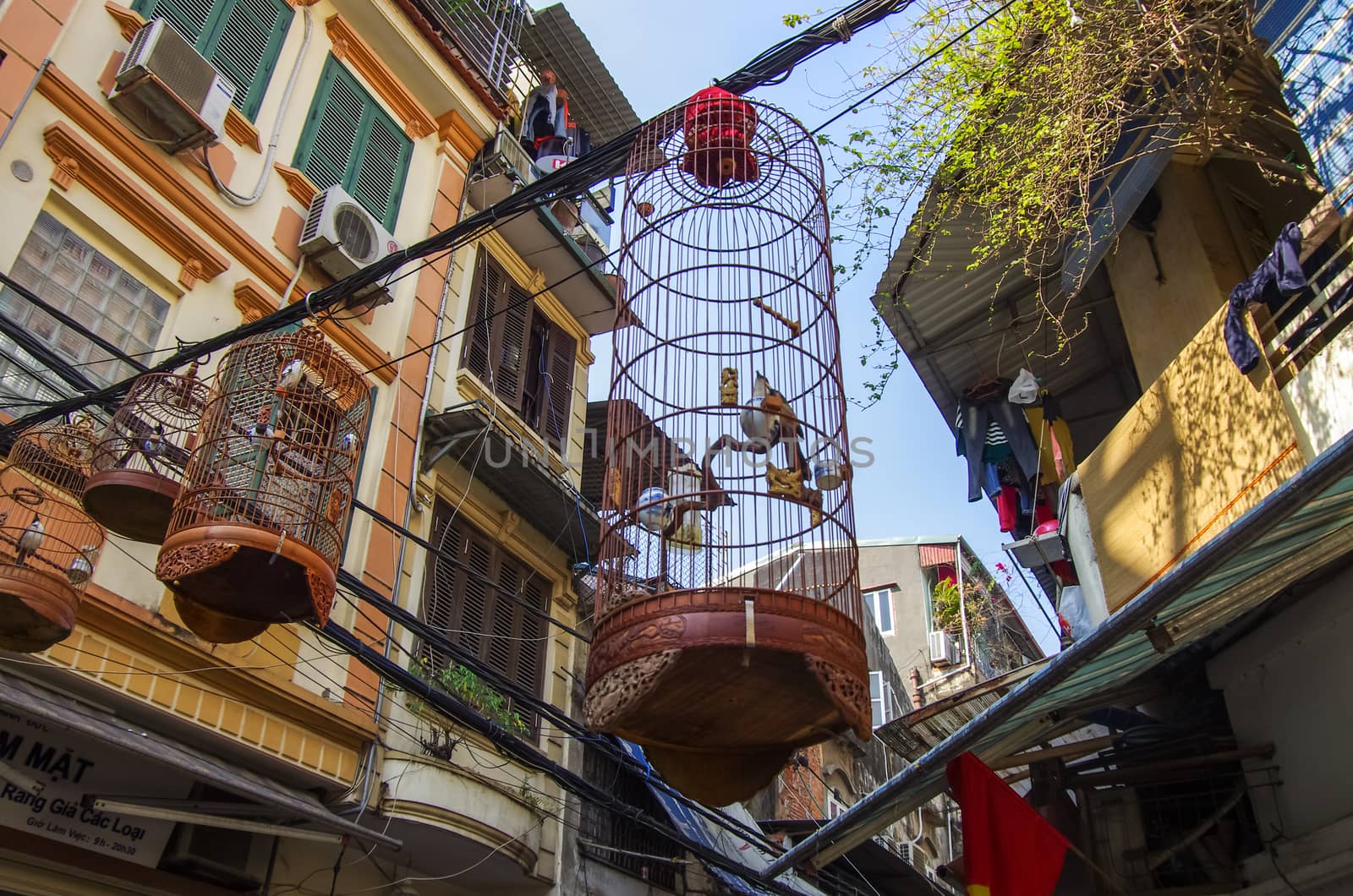 Birds in the cages in streets Hanoi old quarter. Vietnam
