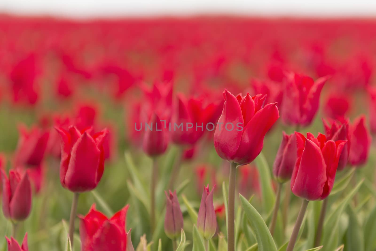 A field of red tulips, foreground sharp and behind in a blur, as background picture
