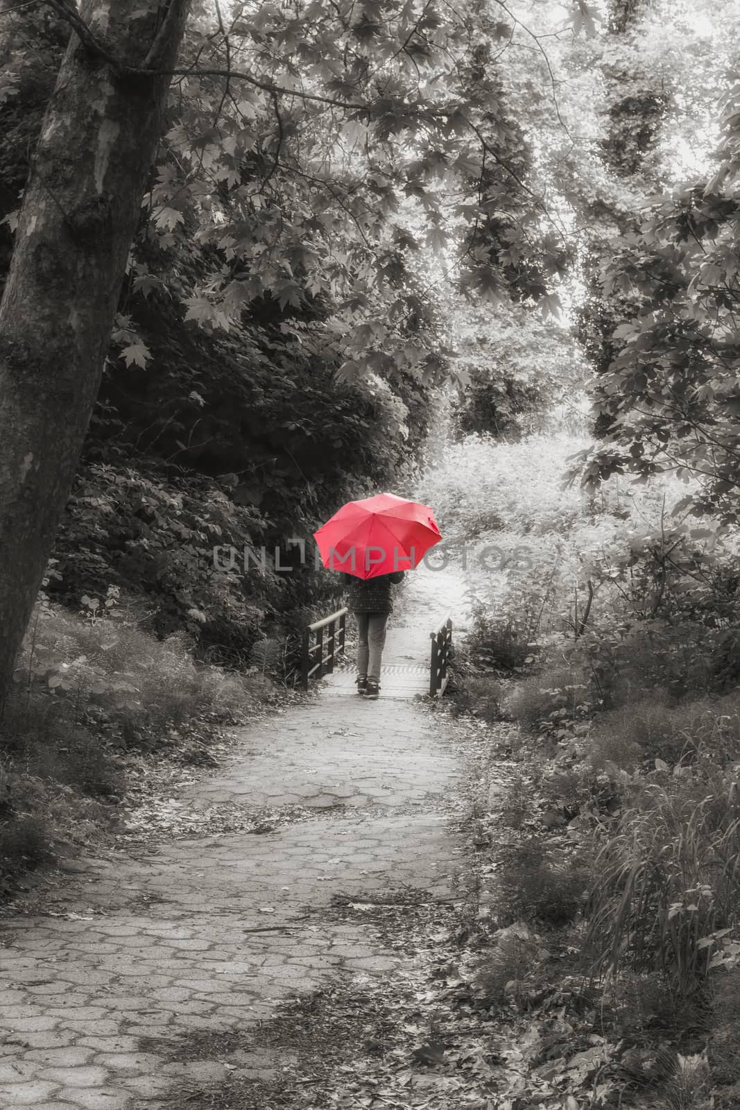 Girl with Red Umbrella Walking Through the Forest by ankarb