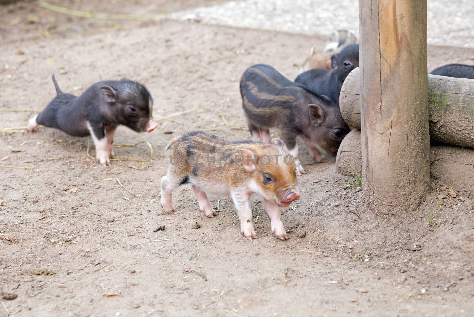 Several pot bellied pig (piglet)