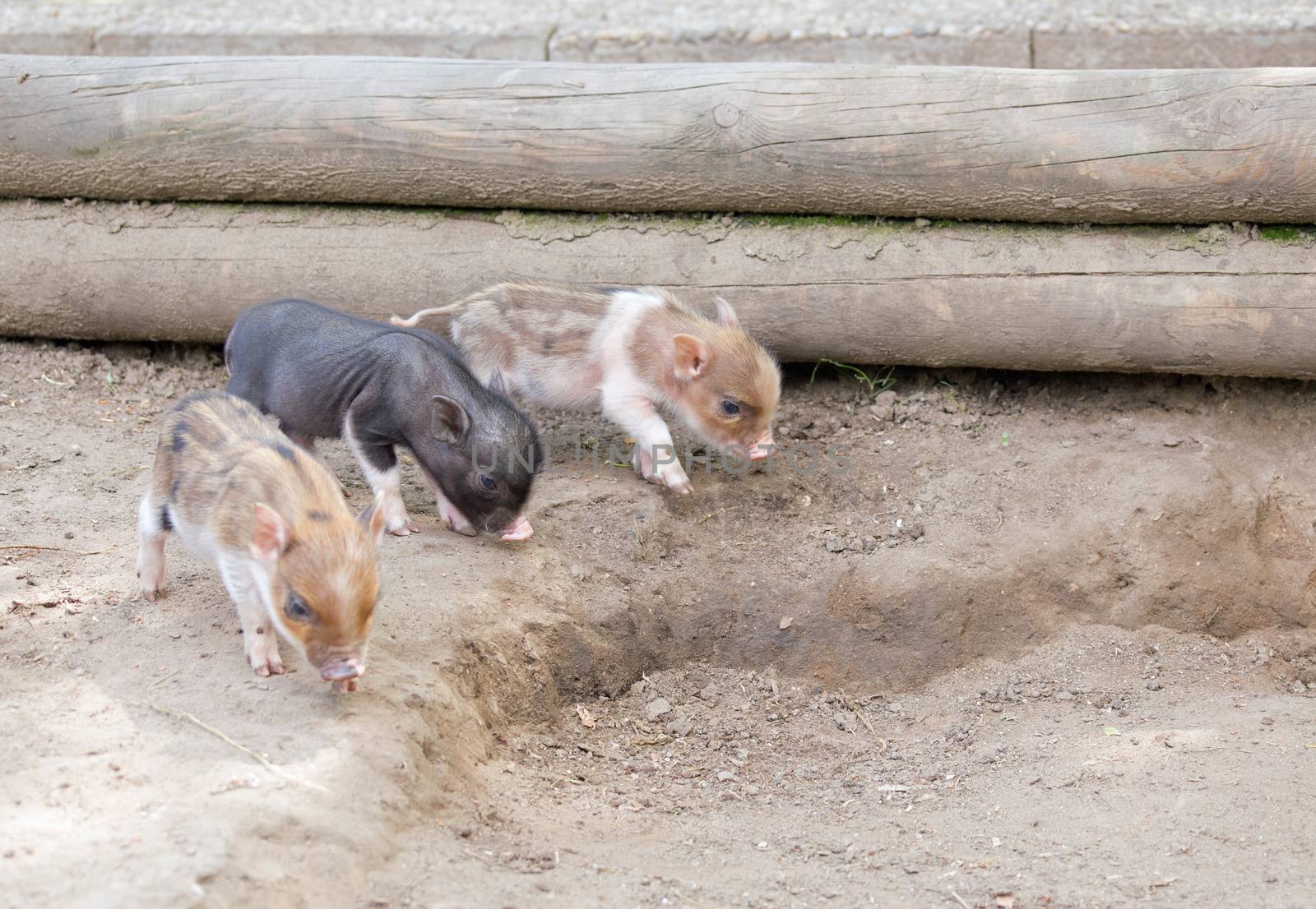 Several pot bellied pig (piglet)