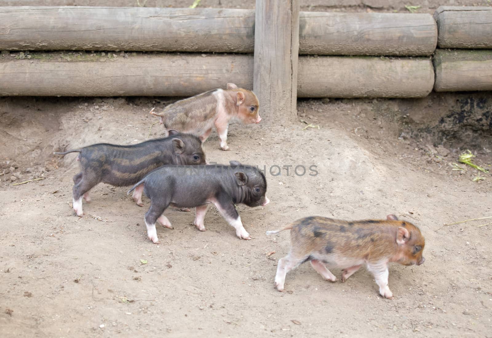 Several pot bellied pig (piglet)