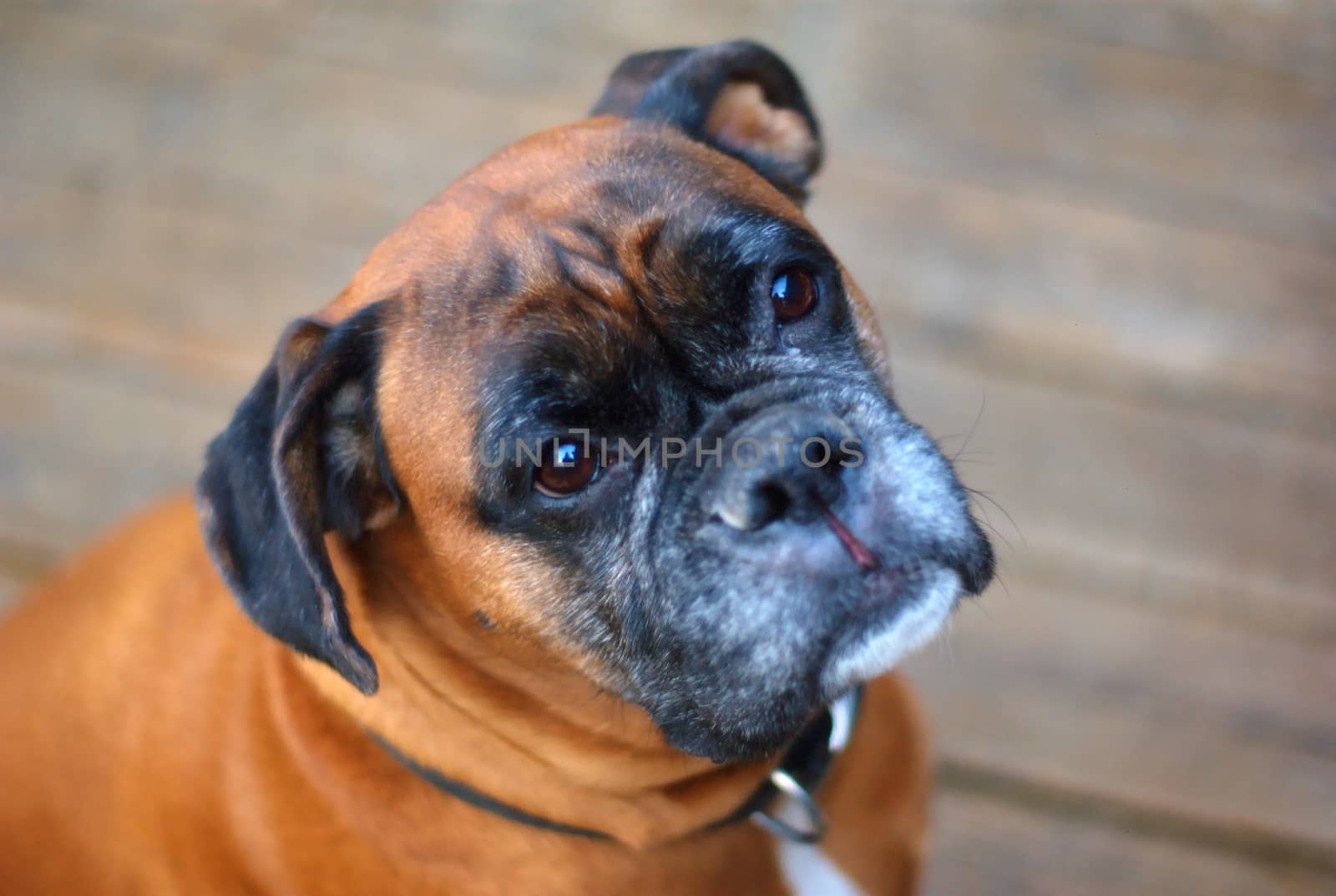 boxer dog face portrait closeup