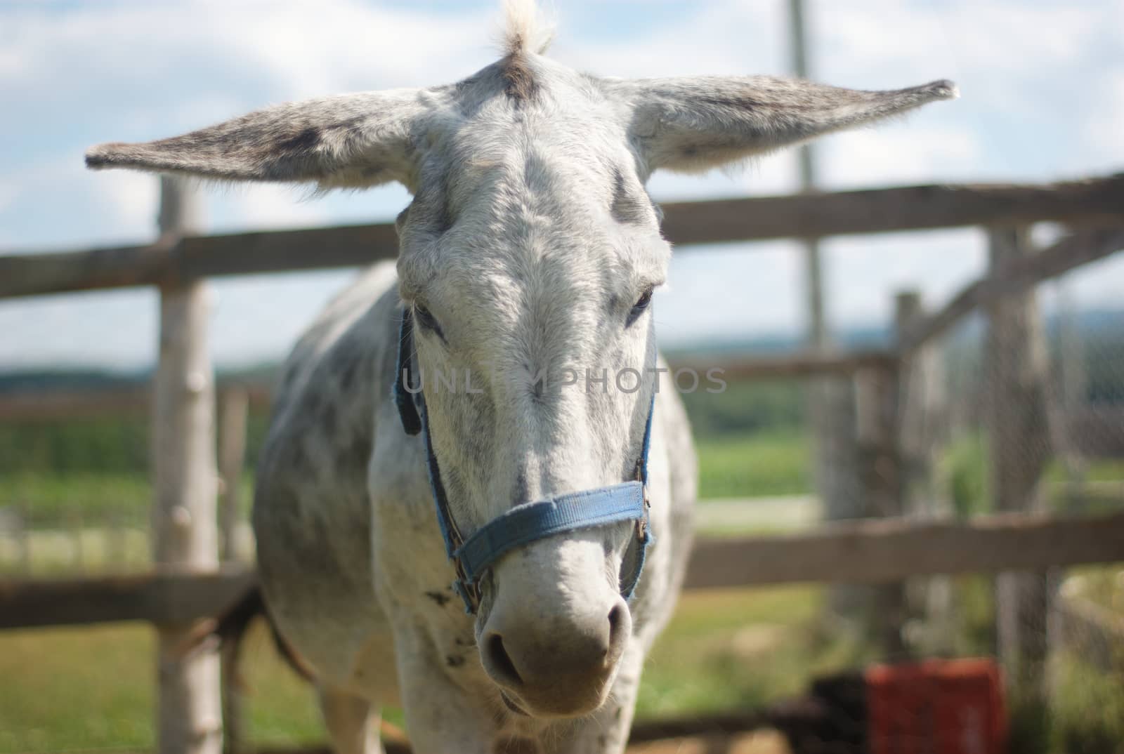 grey donkey head at the farm outside with flat ears