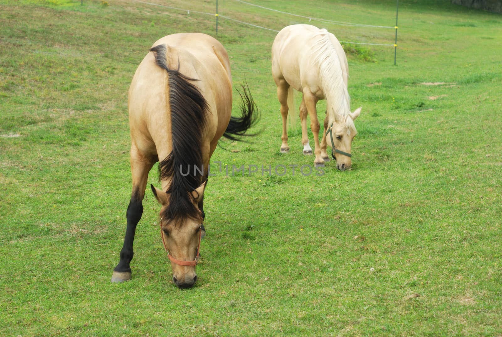 horses eating grass in a green field, countryside rural scene