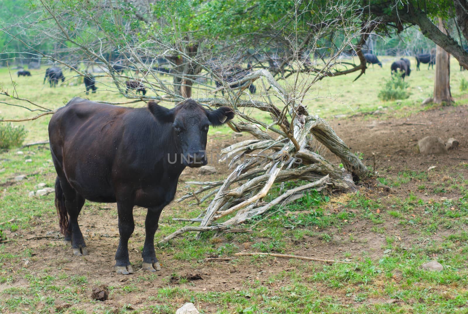 black cow country field land with dead tree and herd