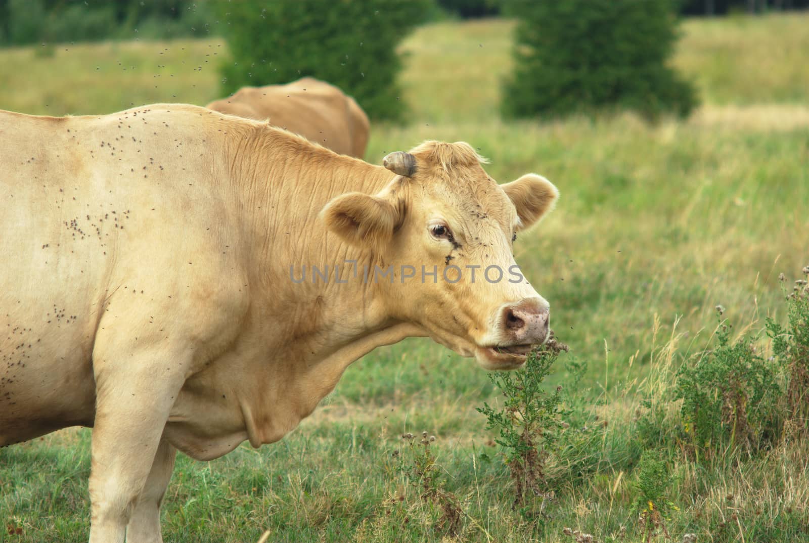 cow portrait in a field, light brown farm mammal