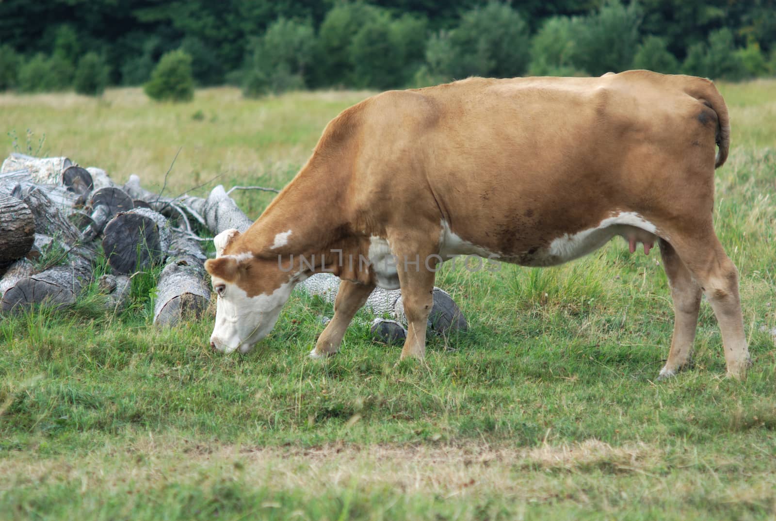 brown cow eating grass, herb in field country scene dairy farm