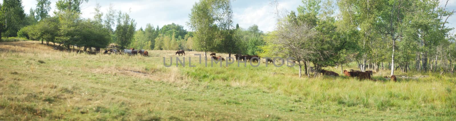 landscape panorama with cows and trees, green field dairy farming land