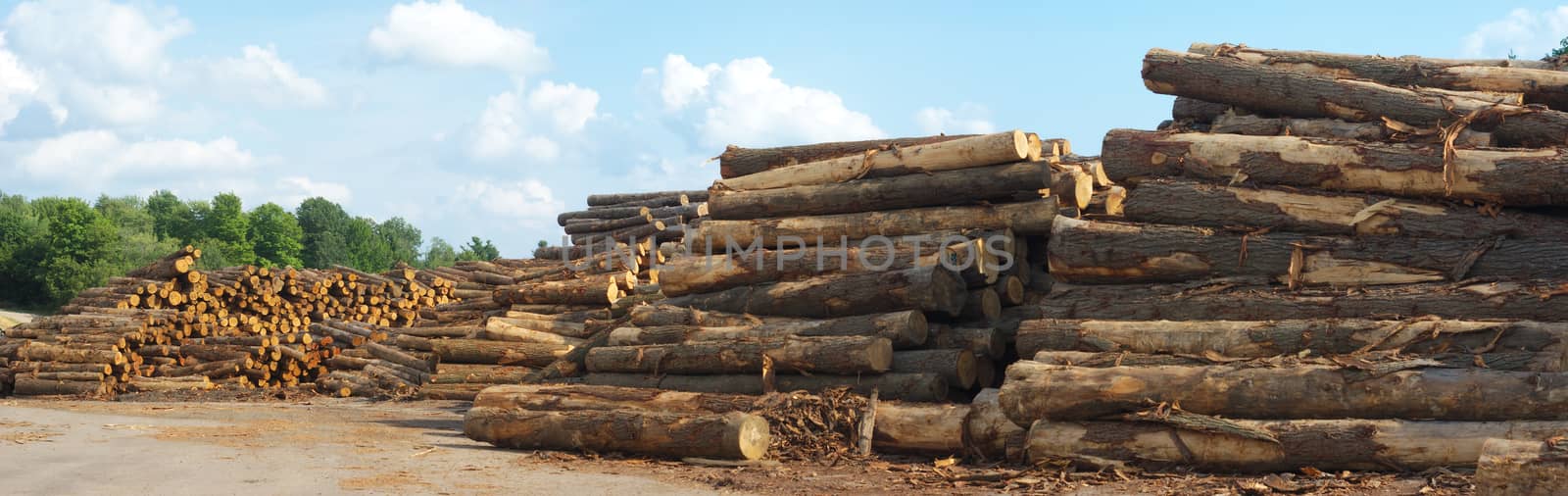 sawmill yard woodpile logs, forest industry and construction raw material
