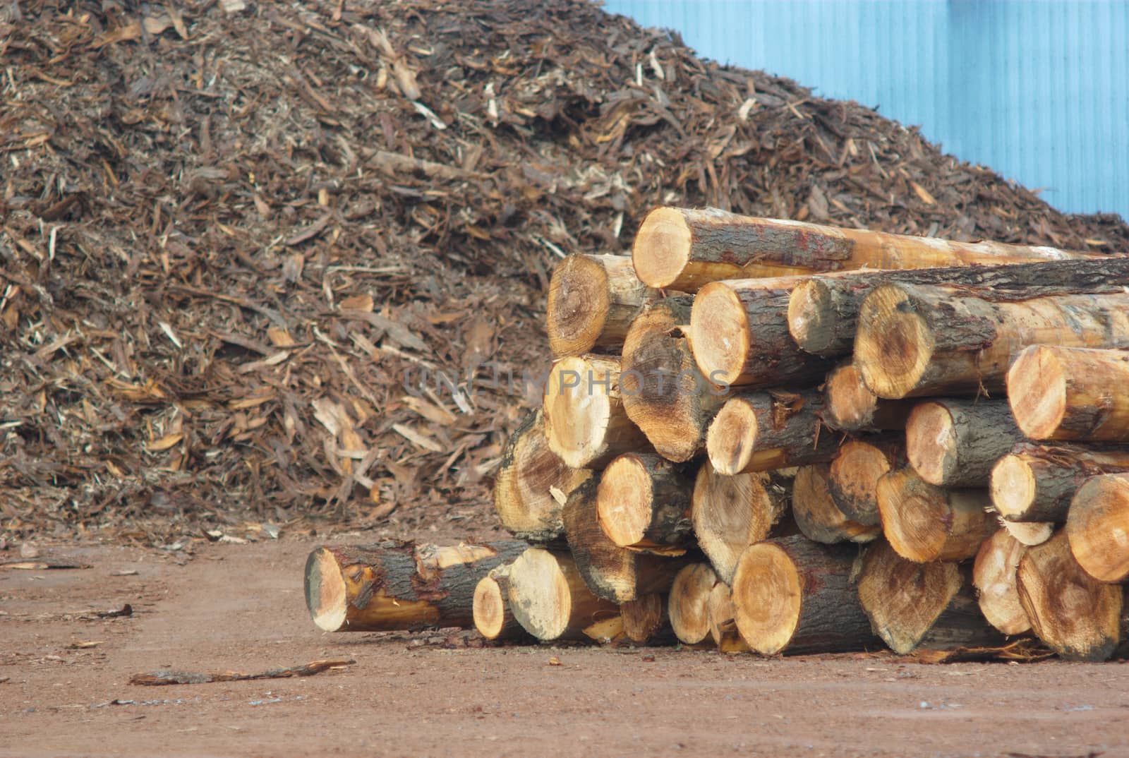 sawmill yard woodpile wood chips and logs, forest industry and construction raw material