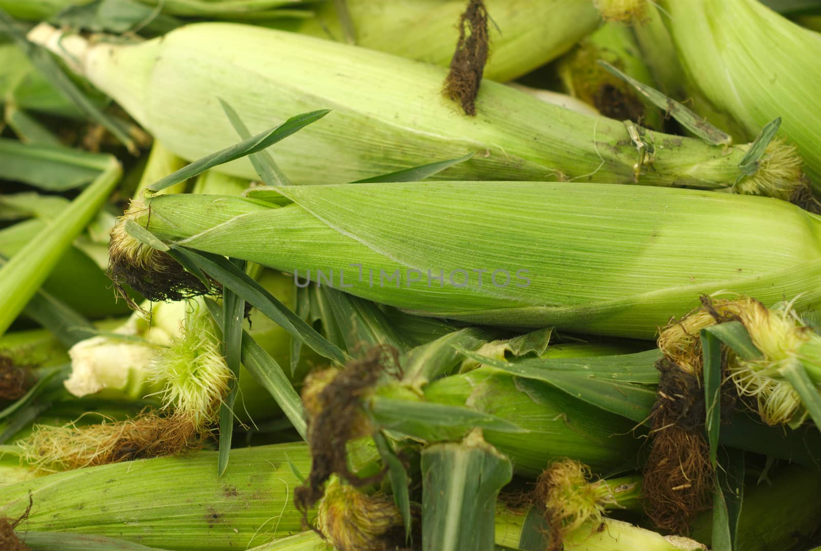 corn on cob background green leafs full view