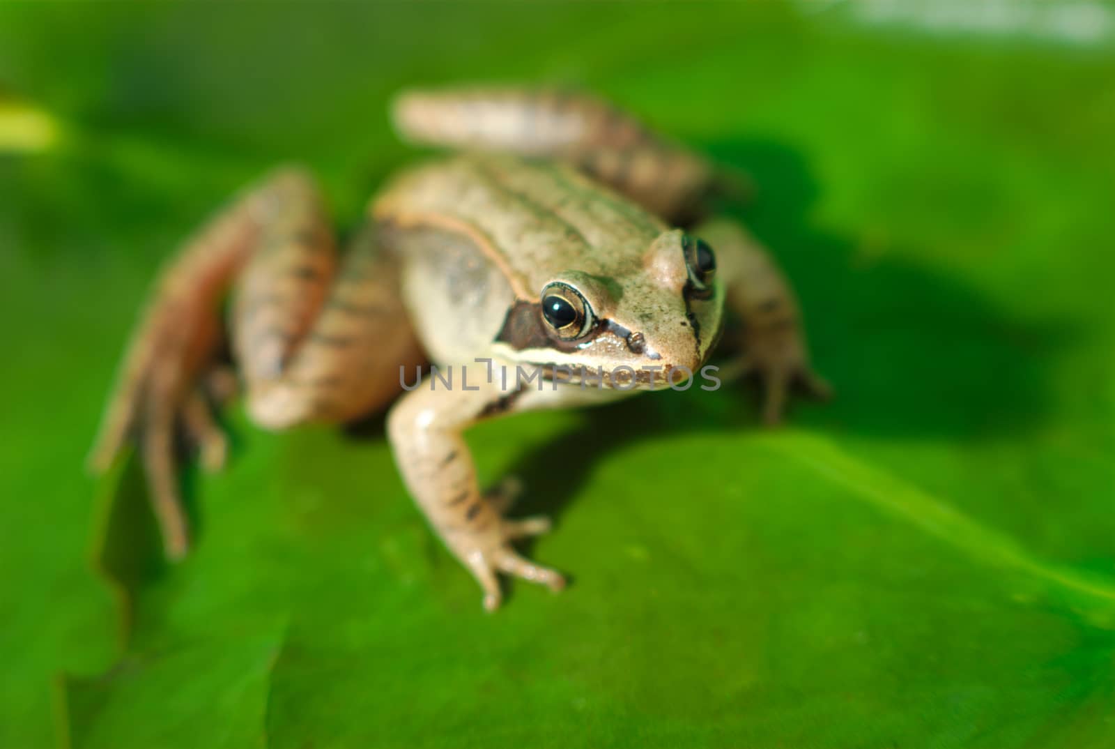 wood frog and green waterlily, amphibian macro and green leaf