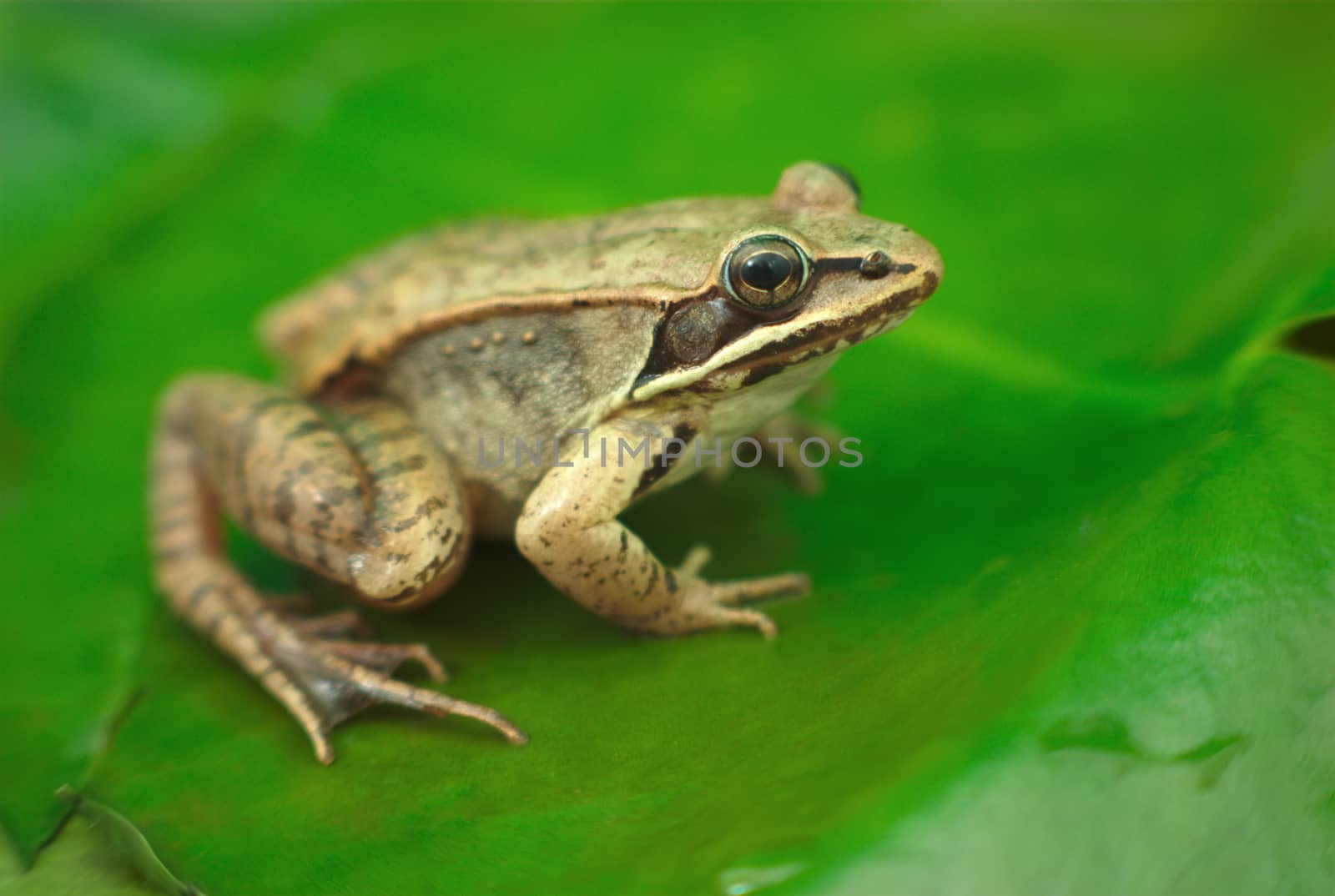 wood frog and waterlily, amphibian macro detail and green leaf