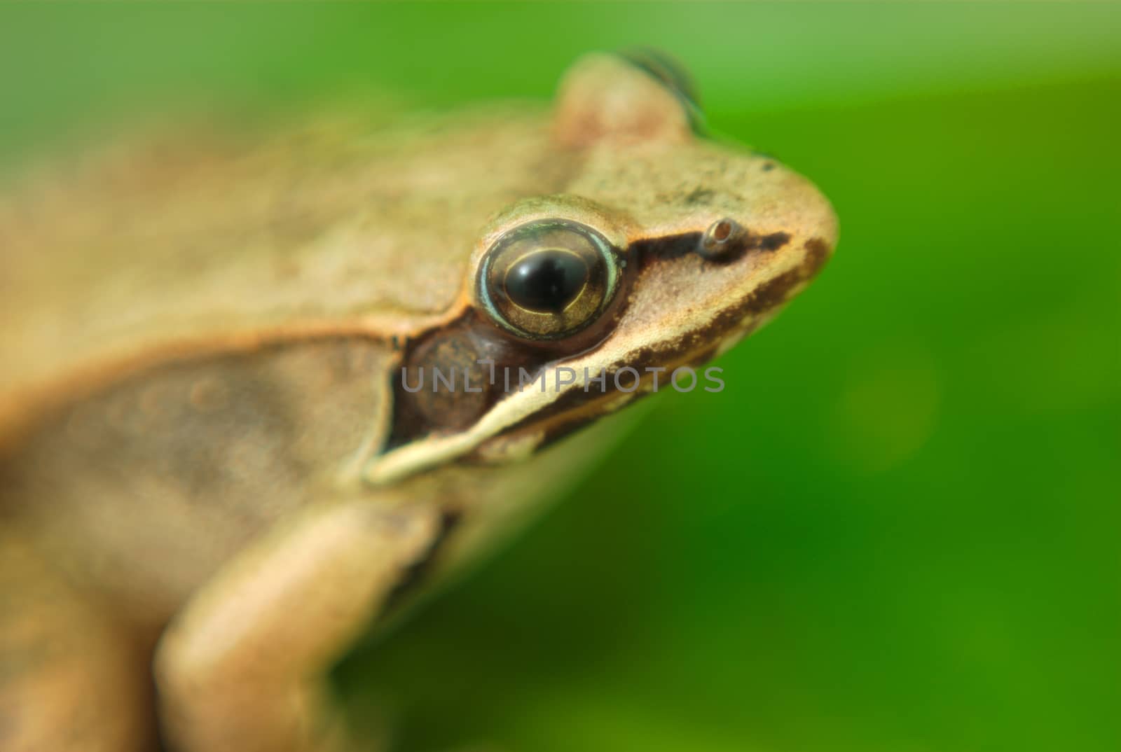 wood frog and green waterlily, amphibian macro and green leaf