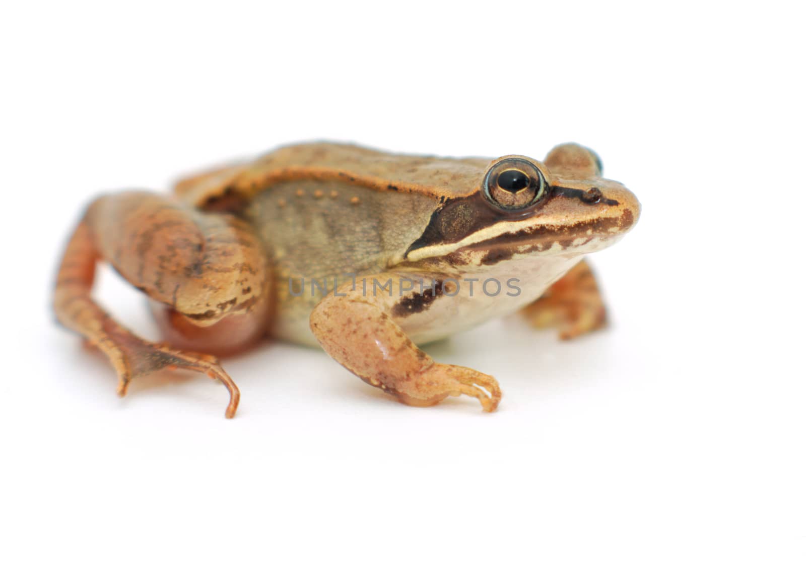 brown wood frog on white background isolated eye