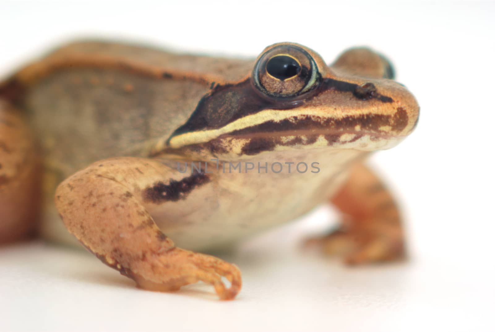 brown wood frog on white background isolated eye macro