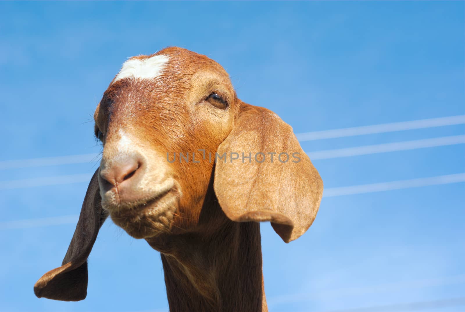 goat with long ears brown fur and blue sky