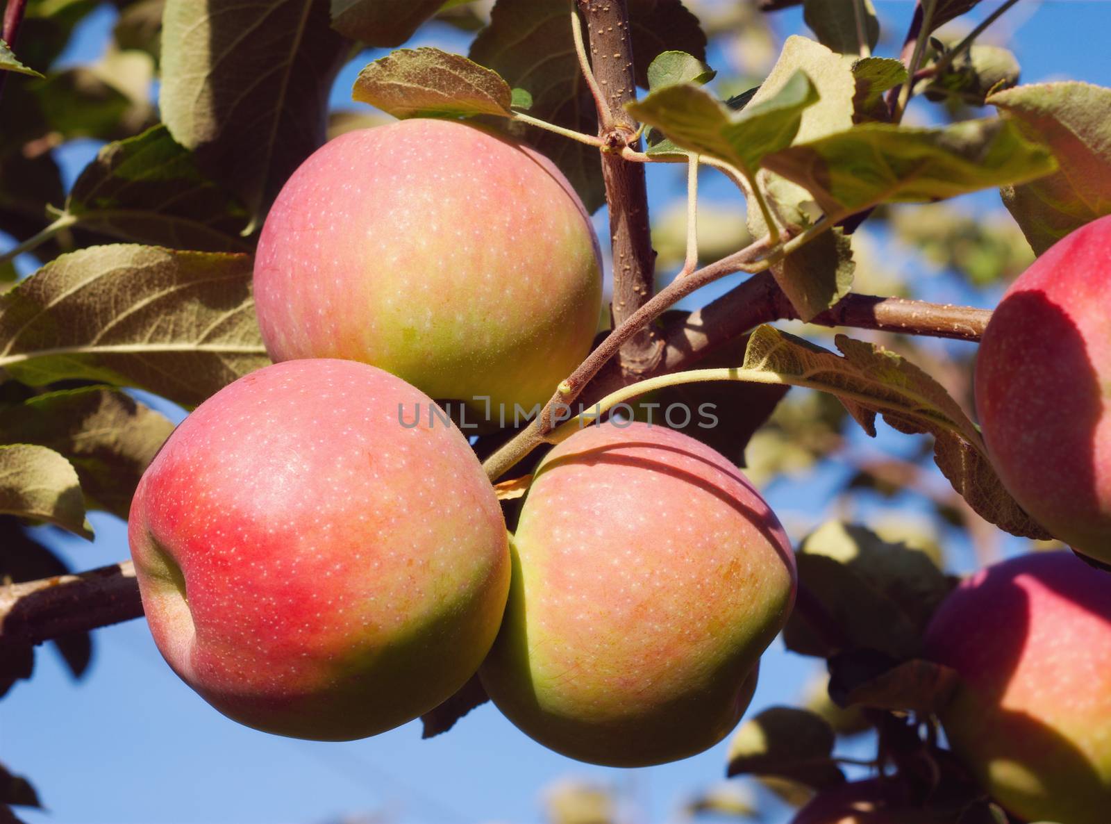 paula red apples in apple tree on blue sky closeup