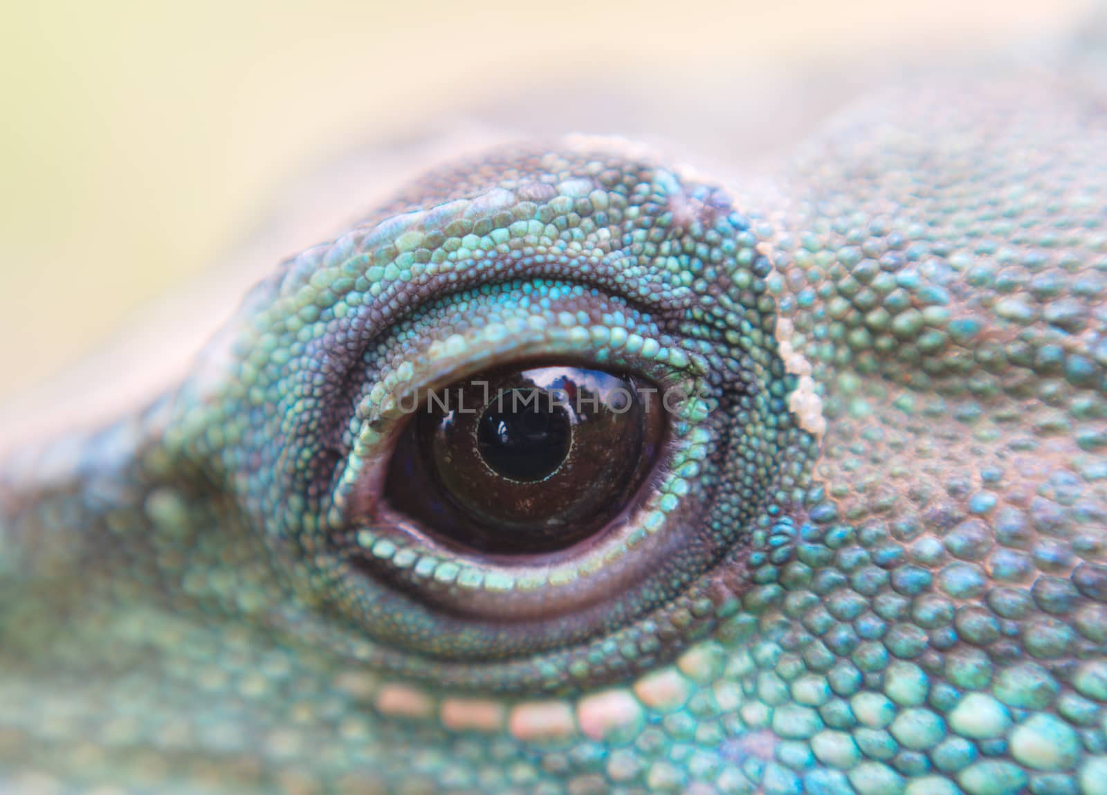 eye of water dragon iguana macro view blue green skin