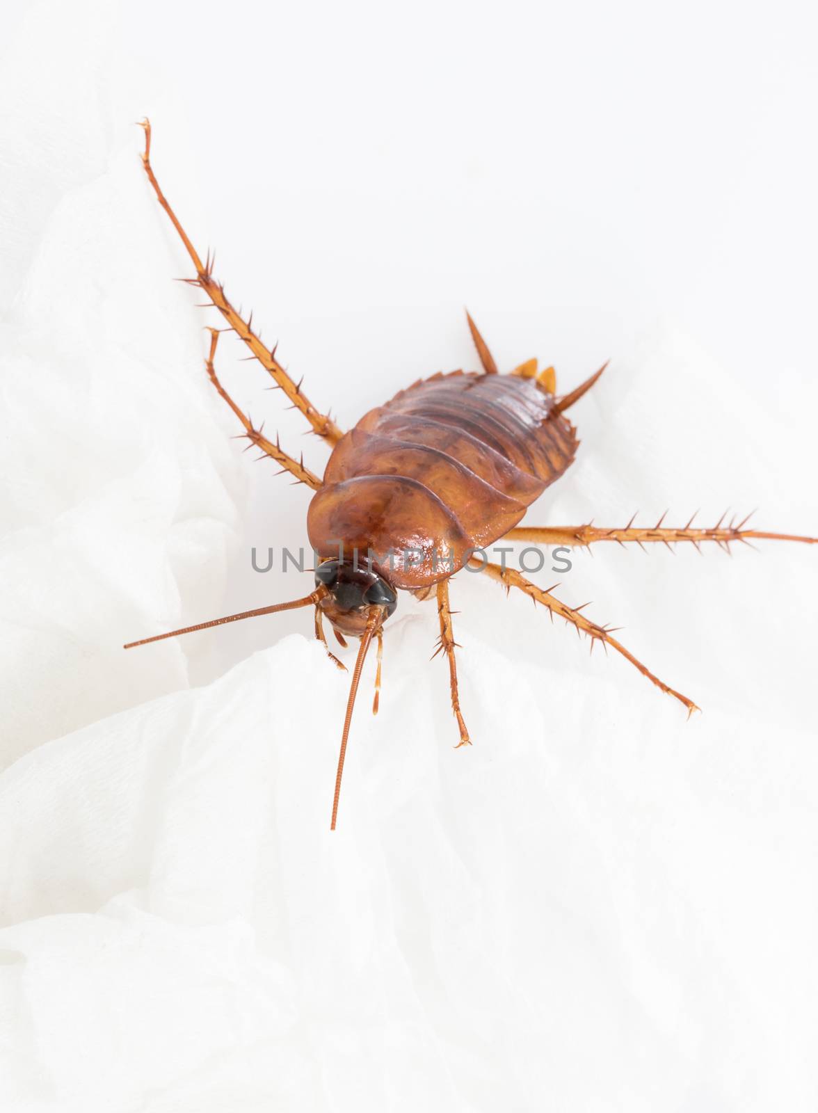 Close up dead cockroach isolated on white background