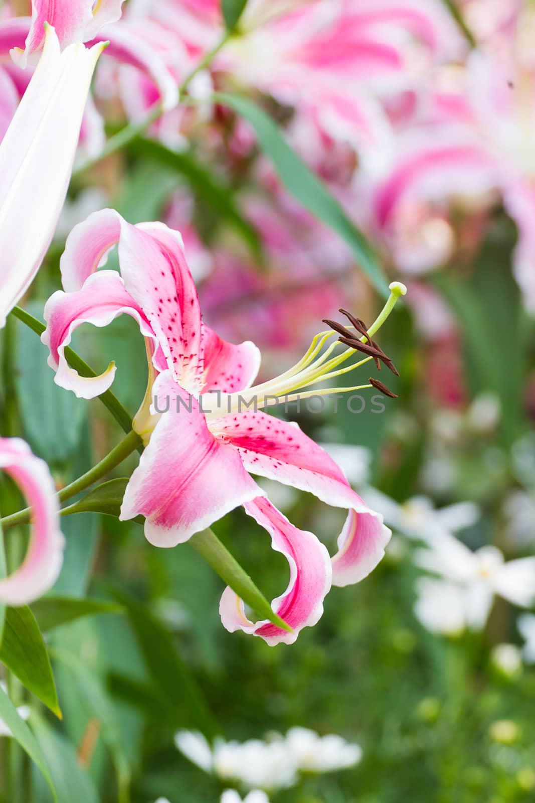 Close up of pink lily flower in garden