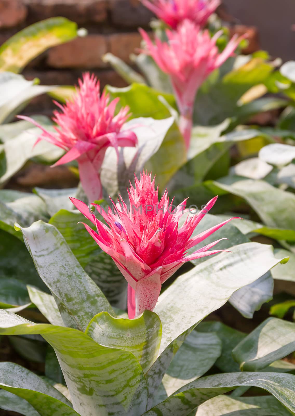 Close up pink flower of Bromeliad  by stoonn