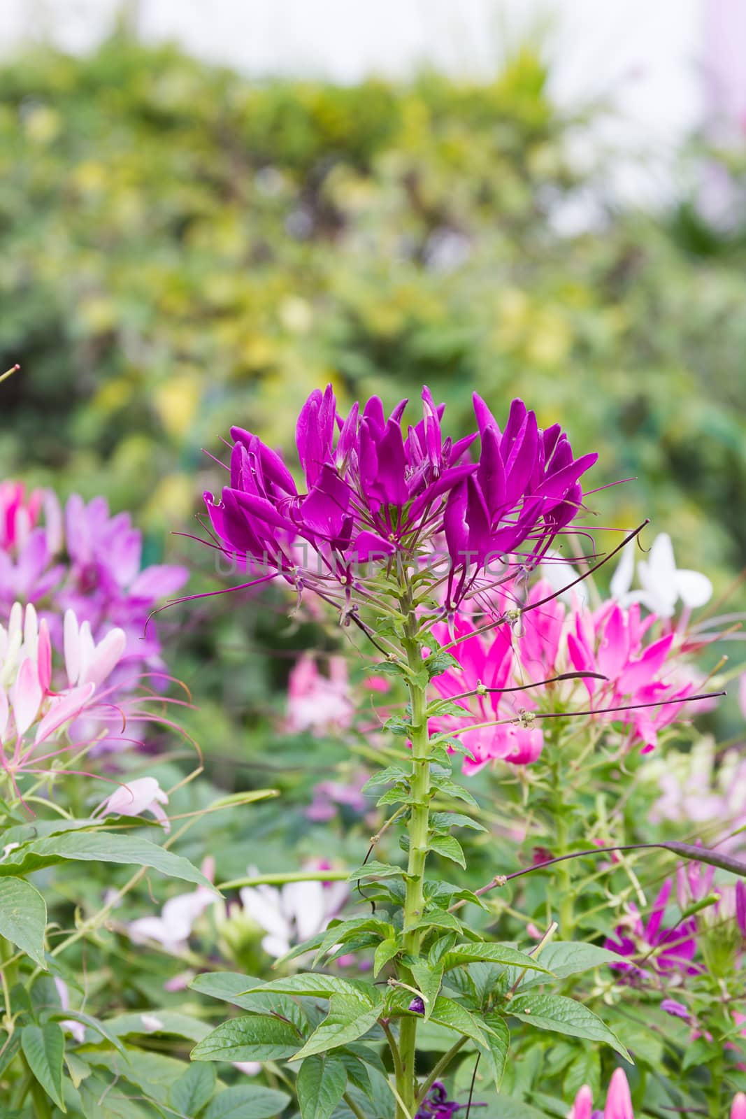 Close up Purple spider flower in the garden by stoonn