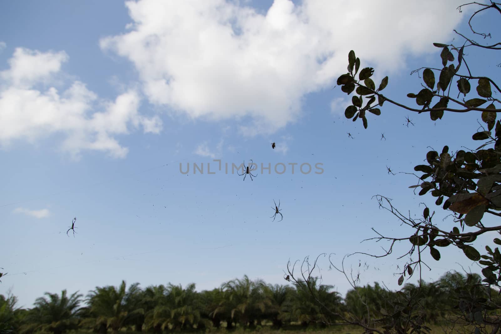 Many Spiders on web with sky background by ngarare