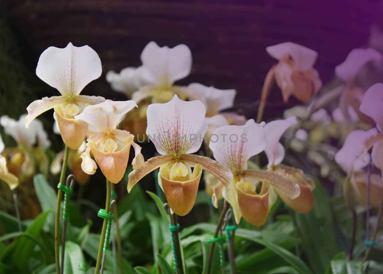 Beautiful orchid flowers.
