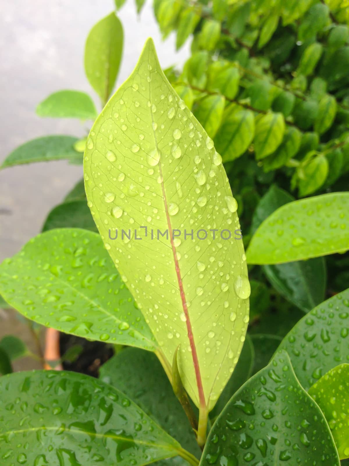 Closeup raindrops on back green leaf and rainy day