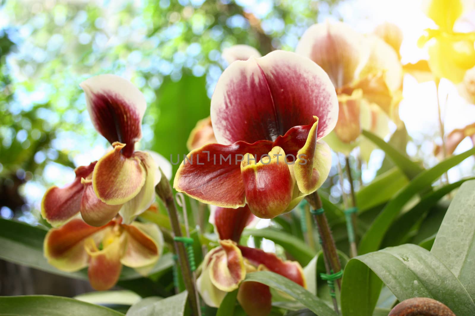 Beautiful orchid flowers.