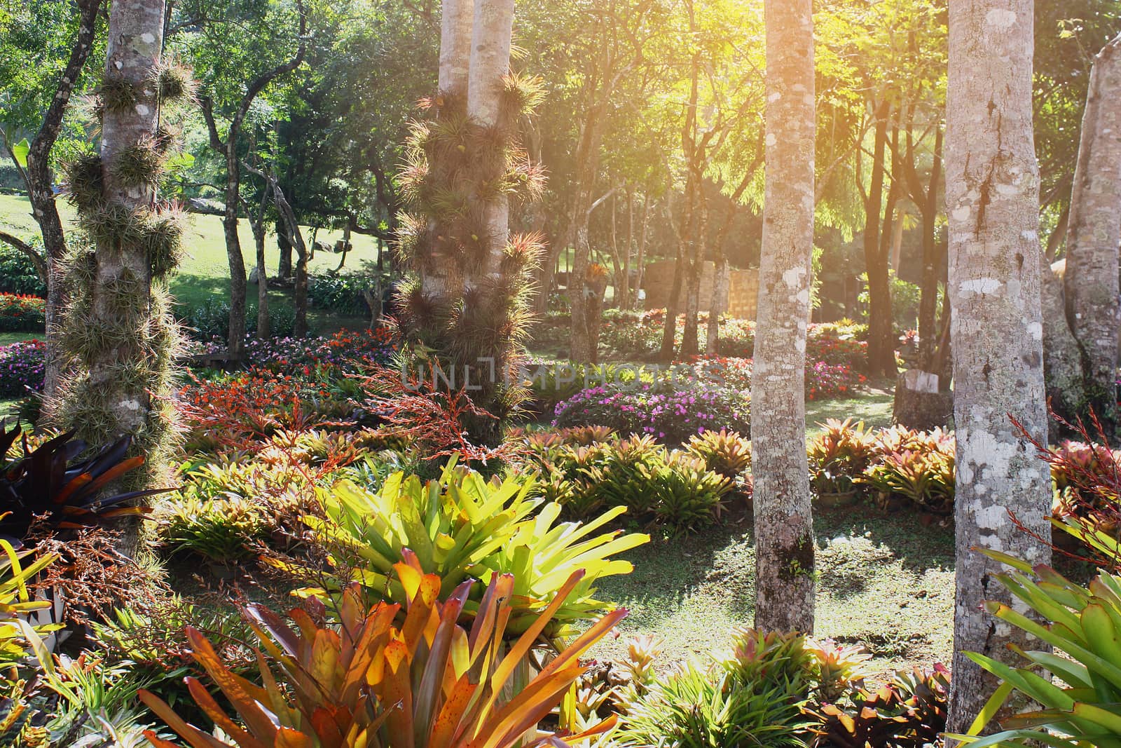 Tropical Rainforest Landscape