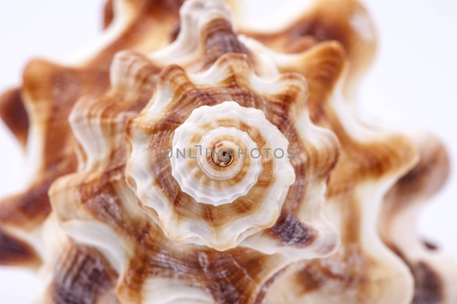 Seashell of horse conch on white background , macro.