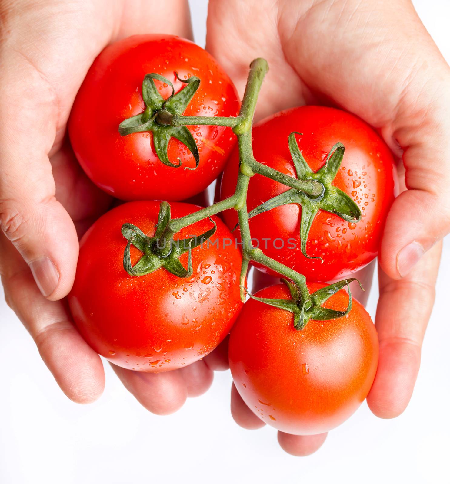 Holding fresh red tomatoes just picked from the vines