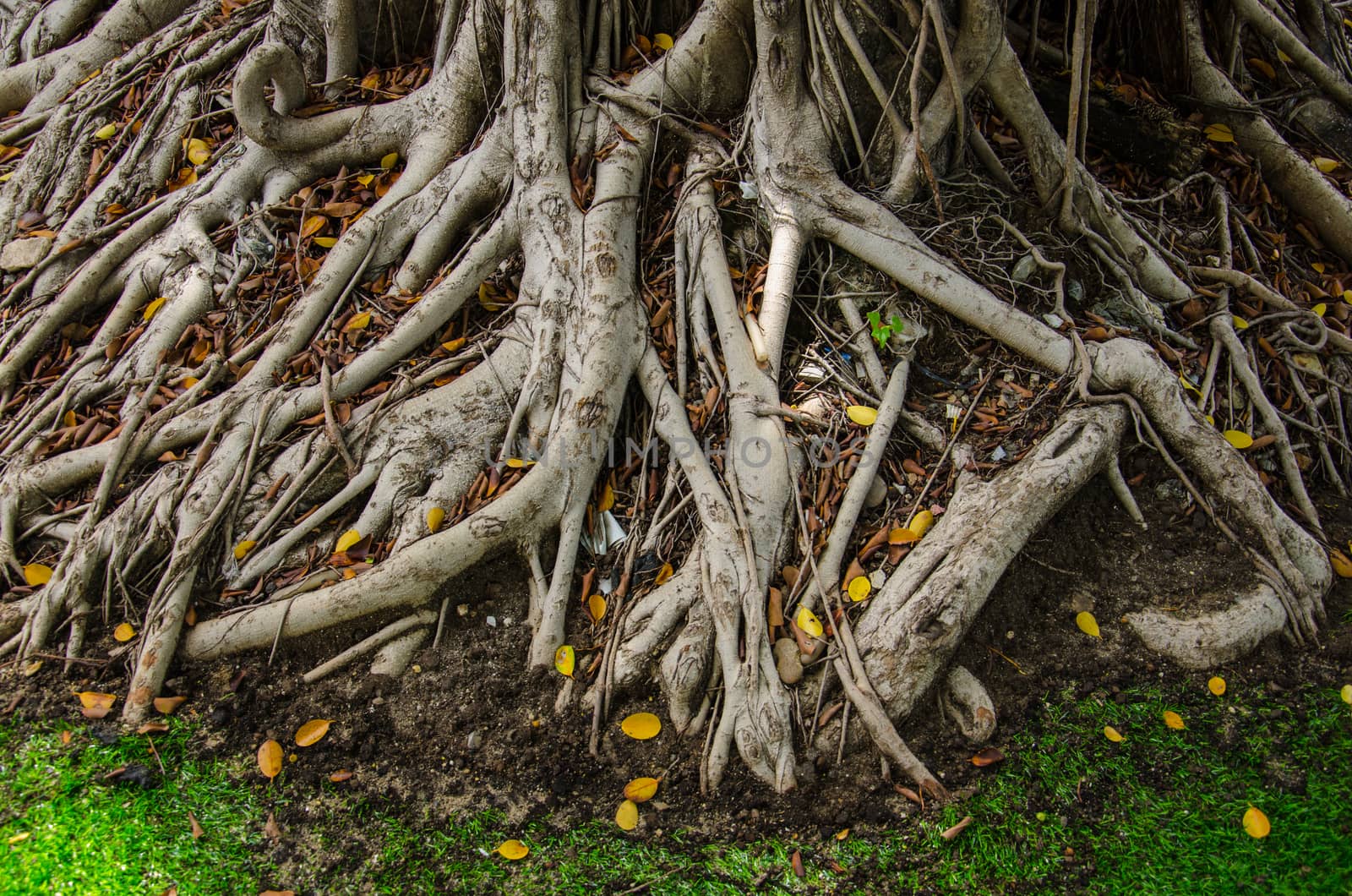 The Root of Ficus Benjamina Bangkok, Thailand