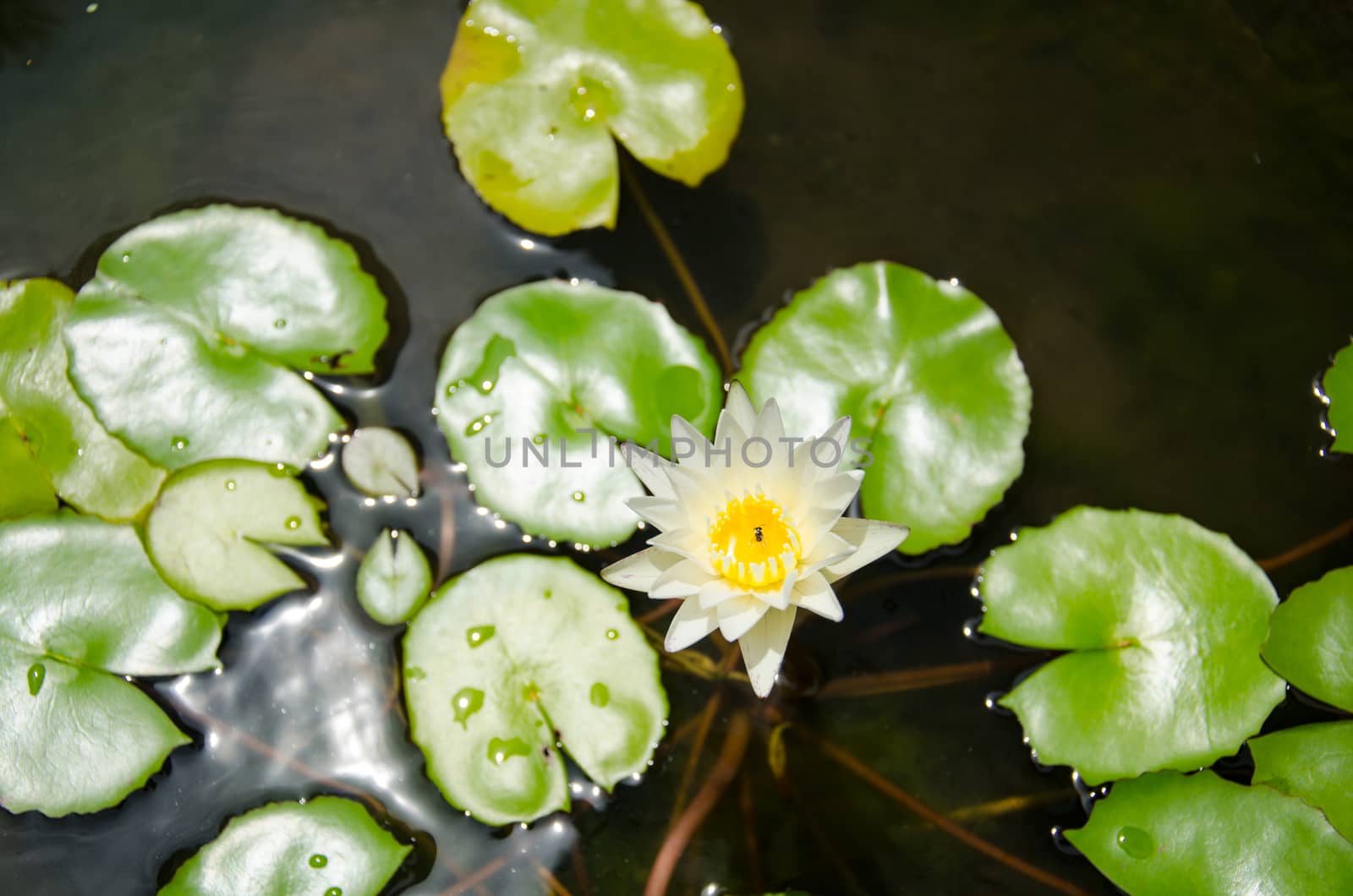 White Thai Lotus Flower Bangkok, Thailand by migrean