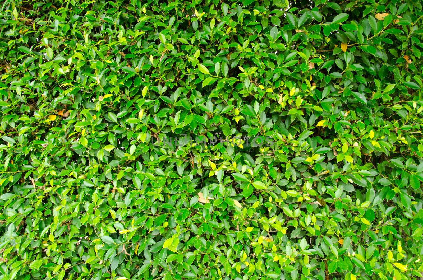 Green leaves wall background by migrean