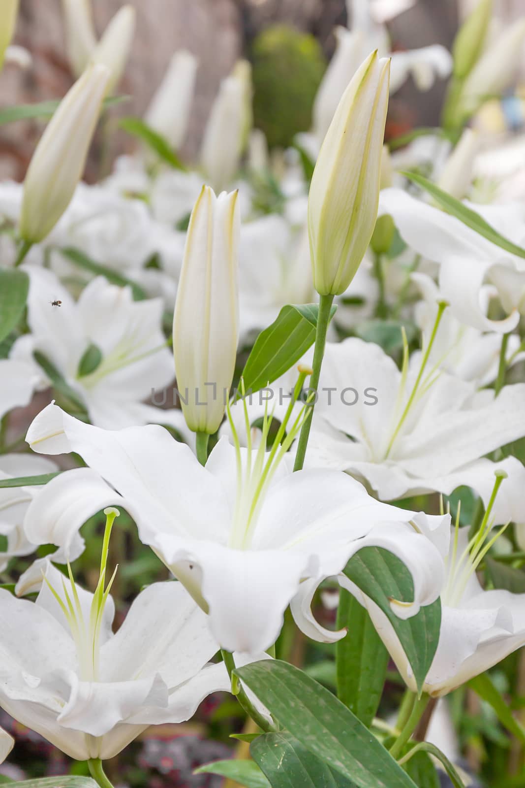 Close up of white lily flower in garden