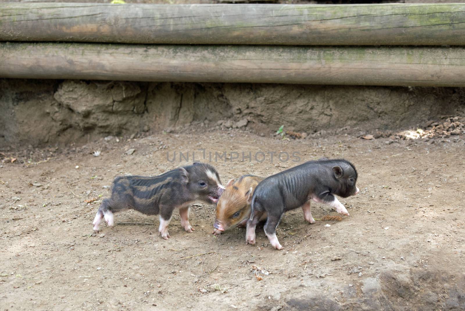 Several pot bellied pig (piglet)