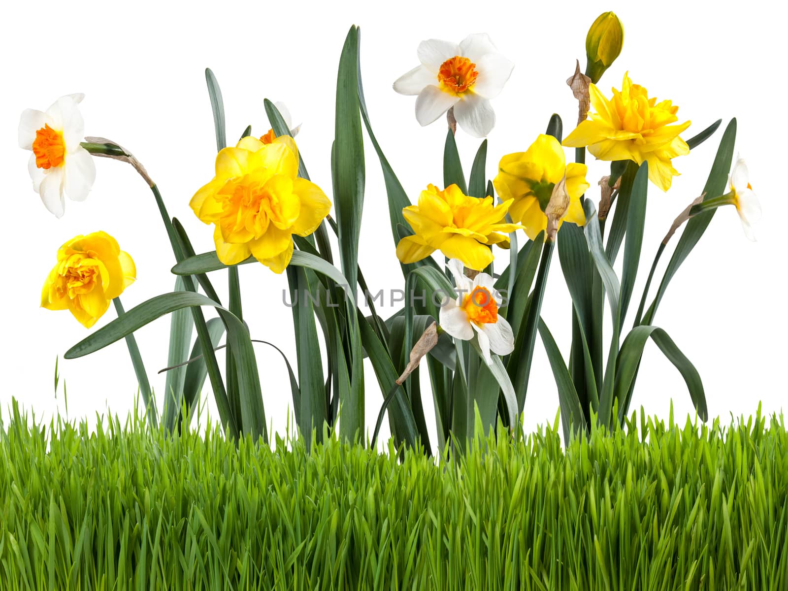 Beautiful narcissus with green grass isolated on white background
