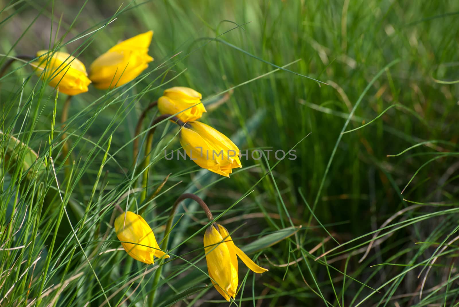 Wild yellow tulips flower in grass on meadow, outdoor