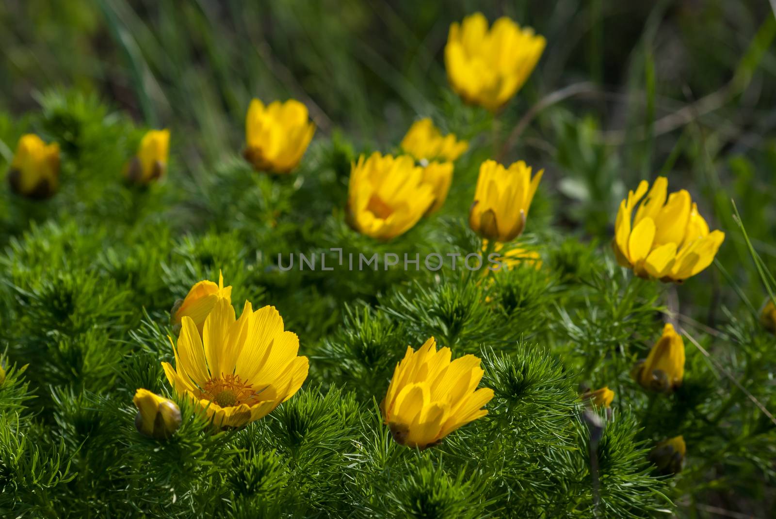 Yellow flowers bushes Adonis meadow on a sunny day